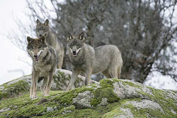 Un cuatro por ciento de los lobos estudiados son híbridos de lobo con perro.