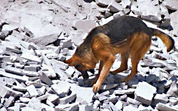 Unidades Especiales de diez países se formarán con Método Arcón rescate canino en Bolivia.