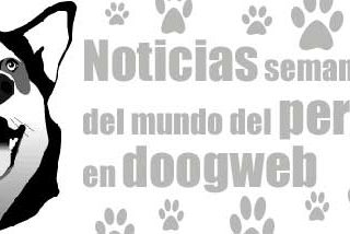 Perros para diabéticos, flota de taxis para perros, nuevo sistema para identificar perros, exhibición de perros polícia, juicio por los cachorros torturados en Badajoz...