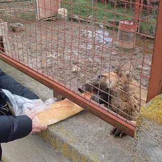 PACMA denuncia el estado de dos perros en Las Hervencias
