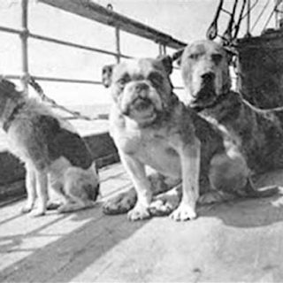 Primera exposición sobre el hundimiento del Titanic con una sección dedicada a los perros que viajaron en el barco.