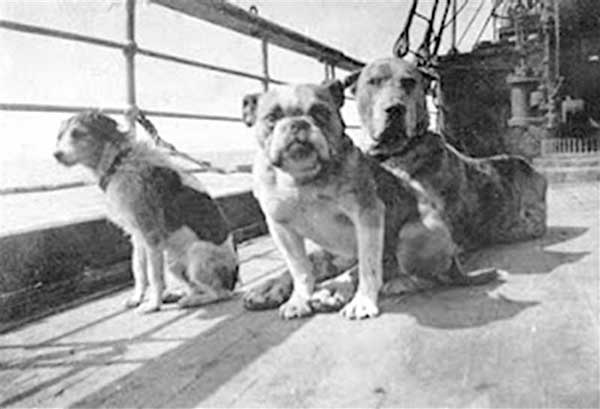 Primera exposición sobre el hundimiento del Titanic con una sección dedicada a los perros que viajaron en el barco.