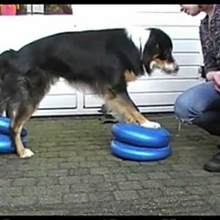 Vídeo con "juegos de equilibrio" y perros. Perfectos para adiestramiento, pero también para la rehabilitación y diversión.