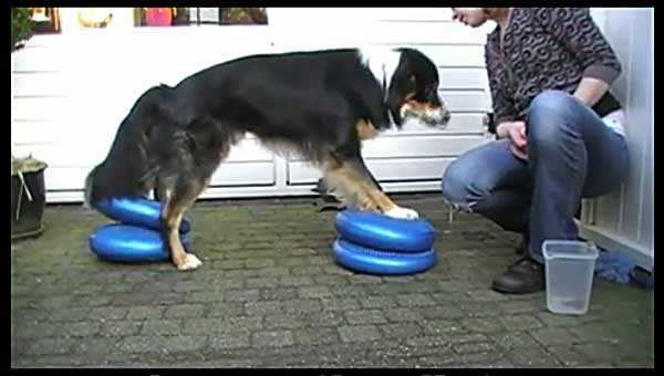 Vídeo con "juegos de equilibrio" y perros. Perfectos para adiestramiento, pero también para la rehabilitación y diversión.