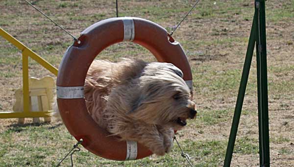 Pruebas de agility con el Club de Agility Ciudad de Antequera y Club de Agility Villena.