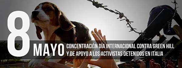 Hoy, manifestaciones en apoyo a los activistas que rescataron los beagles de Green Hill (Italia).