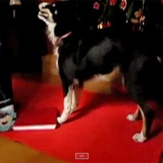 ¿Es posible adiestrar a un perro sordo y con dismetría con un clicker? (vídeo).