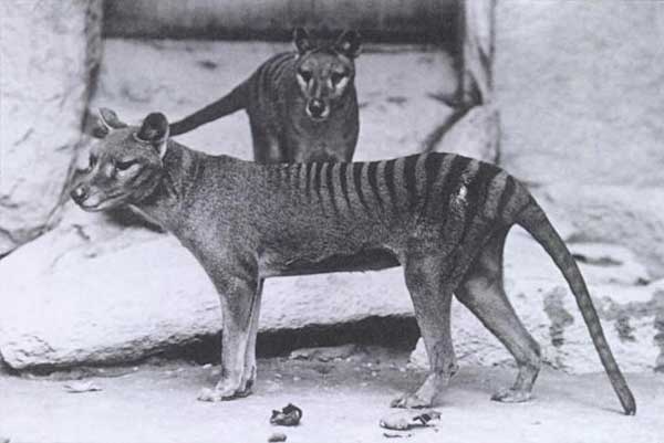 ¿Es el dingo responsable de la extinción del lobo marsupial?