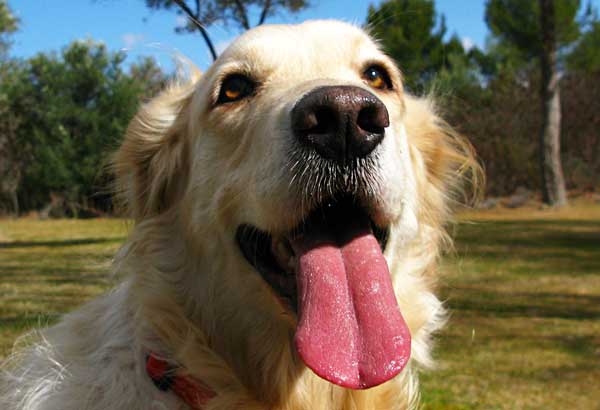 La Universidad de Oporto ha realizado un curioso experimento: El bostezo humano es "contagioso" para los perros. ¿Significa esto que existe la empatía perro-hombre?