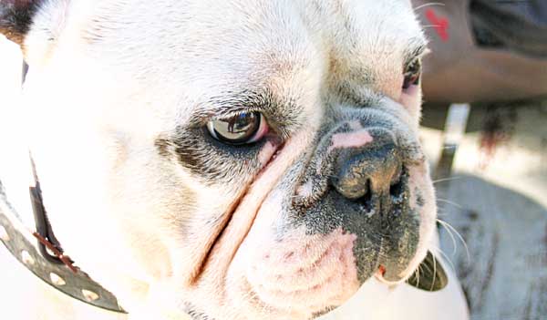 Un número preocupante de dueños de perros braquicéfalos no son conscientes de que sus mascotas tienen problemas respiratorios, a pesar de la observación de signos clínicos graves.