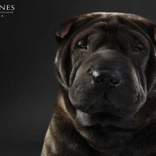 Nuevo salvapantallas gratis de Shar pei, disponible en nuestra sección de "descargas".