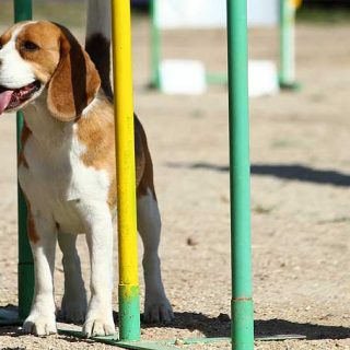 El ayuntamiento de Irún, dentro de la iniciativa "Irún por el civismo", ha convocado unas jornadas gratuitas de iniciación al adiestramiento y deporte canino.
