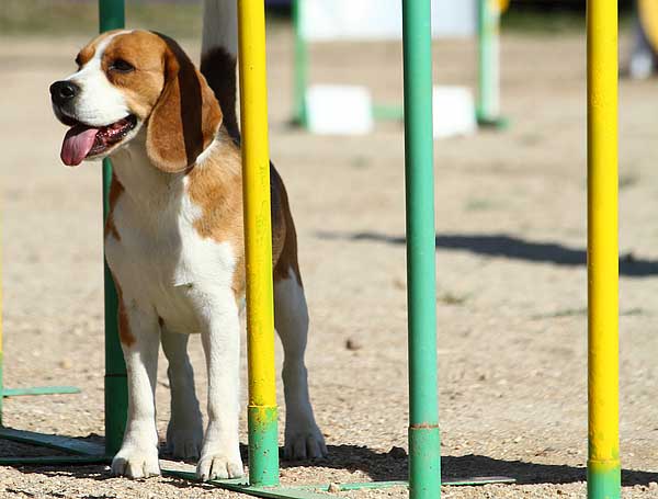El ayuntamiento de Irún, dentro de la iniciativa "Irún por el civismo", ha convocado unas jornadas gratuitas de iniciación al adiestramiento y deporte canino.