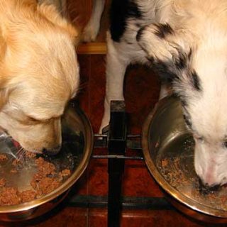 Los alimentos para perros pueden transmitir Salmonella. El caso de Diamond Pet Foods en cifras, y recomendaciones para evitar la Salmonella.