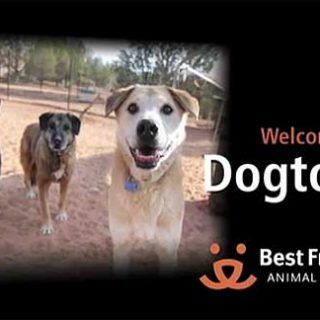 Entre tanto programa de perros que busca la lágrima fácil sin aportar soluciones, sensacionalistas, o de "adiestramiento mágico"... destaca Dog Town.