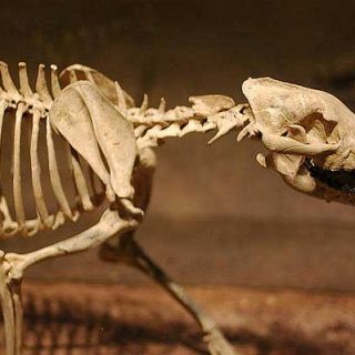 La sepultura de perro más antigua del sur de Europa tiene 7.600 años.