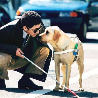Quill The Life of a Guide Dog, es una película japonesa en la que se relata la historia de un labrador retriever a lo largo de toda su vida como perro-guía.