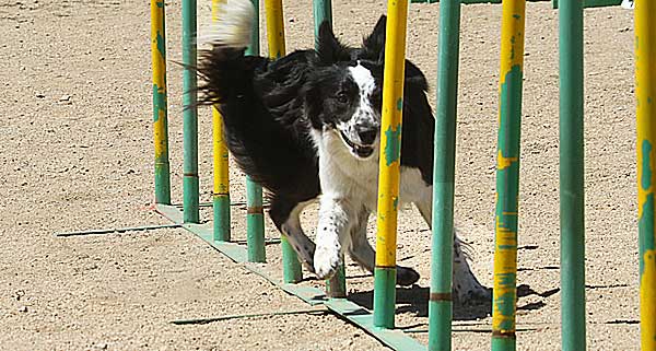 Agility del próximo fin de semana con: Club de Agility W.E.L.P.E., Club de Agility Tercans y Club de Agility Baix Llobregat.