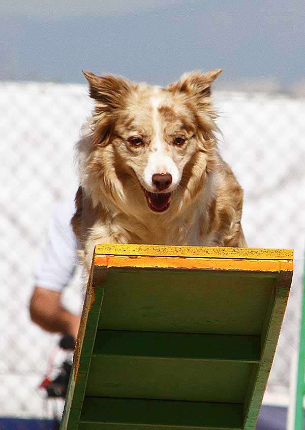 Próximo fin de semana, agility con: Club de Agility Ciudad de Antequera, Club de Agility L´Horta Nord y Club de Agility Neo Reus.