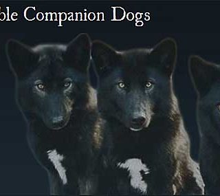 ¿Y si se pudiera crear un lobo de compañía? Existe, es el Alaskan Noble Companion Dog.