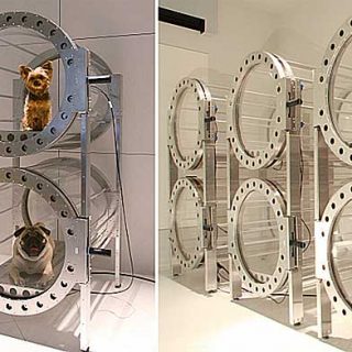 La terapia hiperbárica permite recuperar daños cerebrales en perros que hasta ahora eran impensables.