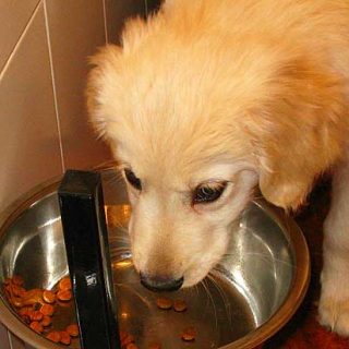 La AVMA recomienda no dar comida cruda a perros y gatos, y la FDA advierte de los peligros de darles huesos...
