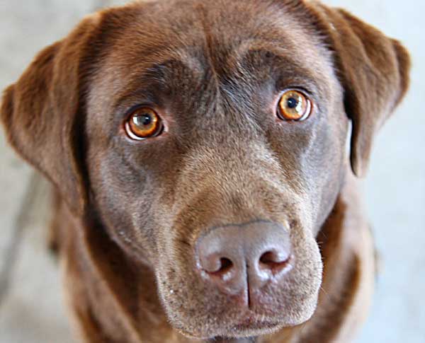 La predisposición genética a padecer displasia de cadera ya se puede conocer a las pocas semanas de edad en el labrador retriever.