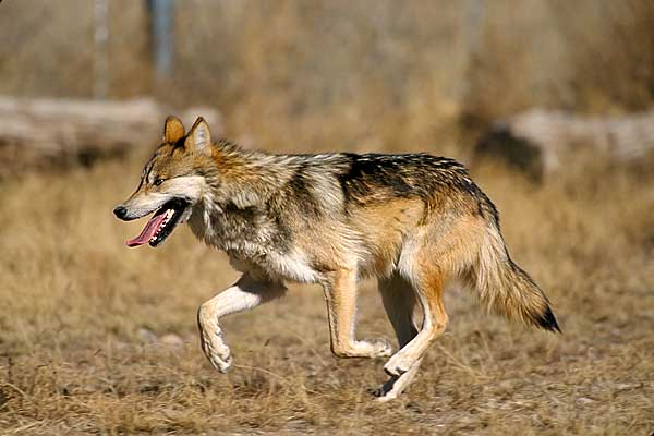 El lobo mexicano se extinguió en libertad en 1950, se empieza a recuperar gracias a los programas de cría en cautividad... pero su historia se parece demasiado a la del lobo ibérico.