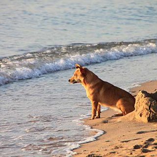 Perros en las playas, hemos analizado diez ordenanzas al azar para comprobar cómo se contempla la presencia de nuestros perros en las playas...