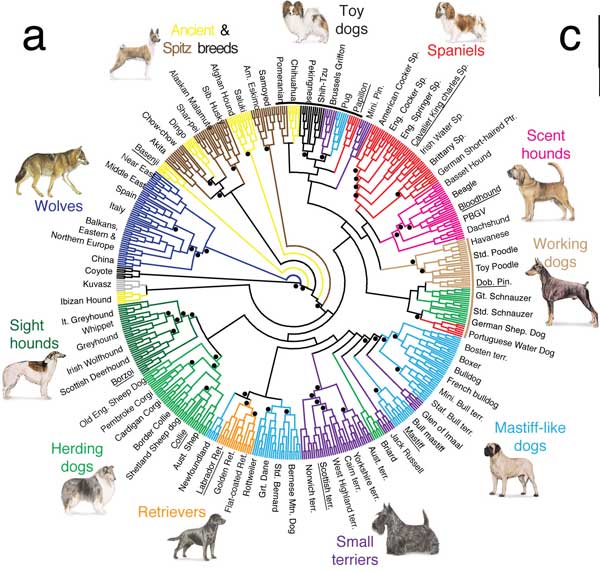 Las razas de perros y cómo están relacionadas entre sí y con el lobo.