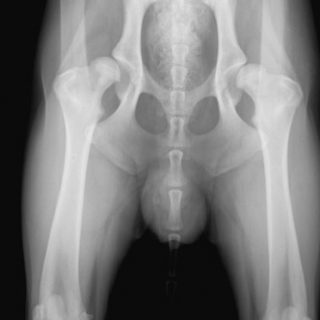 Buenos resultados en prótesis de cadera híbridas y cementadas para perros. Estudio sobre 15 casos clínicos durante 22 meses.