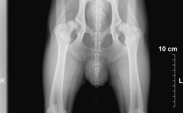 Buenos resultados en prótesis de cadera híbridas y cementadas para perros. Estudio sobre 15 casos clínicos durante 22 meses.