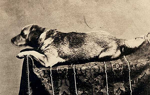 Fido, el perro de Abraham Lincoln. ¿De dónde proviene el nombre "Fido" para los perros?