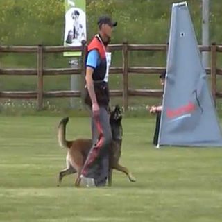Hasco van de Duvetorre es el primer perro que Mario Verslype ha entrenado con sus nuevos planteamientos de adiestramiento deportivo.
