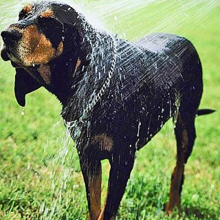 Los perros puede eliminar el 70 por ciento del agua de su pelaje en 4 segundos (vídeo).