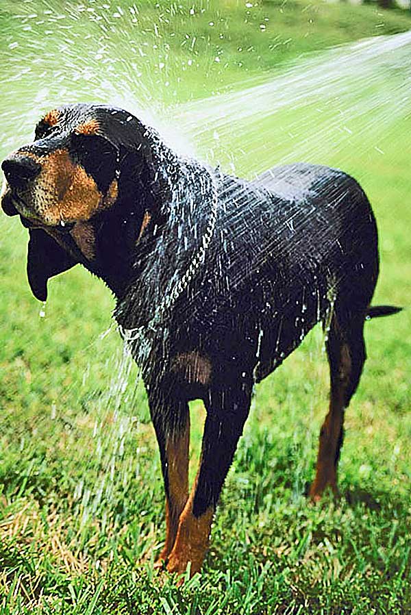 Los perros puede eliminar el 70 por ciento del agua de su pelaje en 4 segundos (vídeo).