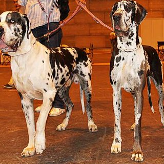 El osteosarcoma canino es una de las principales causas de muerte en los perros de razas grandes. Un nuevo producto para combatirlo se está probando en la Universidad de Pensilvania.