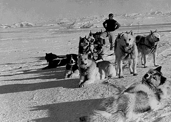 La historia de Poncho (libro gratis), un perro especial, de la extinta raza "perro polar argentino".