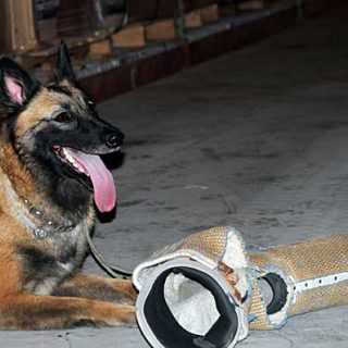 Conocer si los perros son diestros o zurdos puede ser útil para mejorar el adiestramiento de perros militares, de rescate...