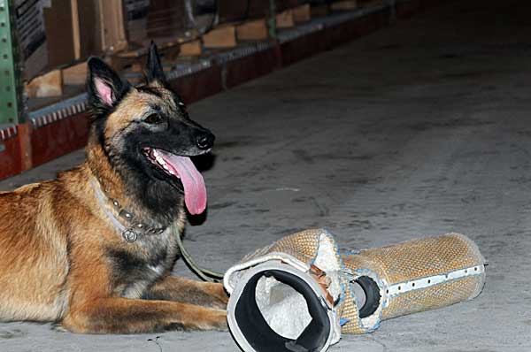 Conocer si los perros son diestros o zurdos puede ser útil para mejorar el adiestramiento de perros militares, de rescate...