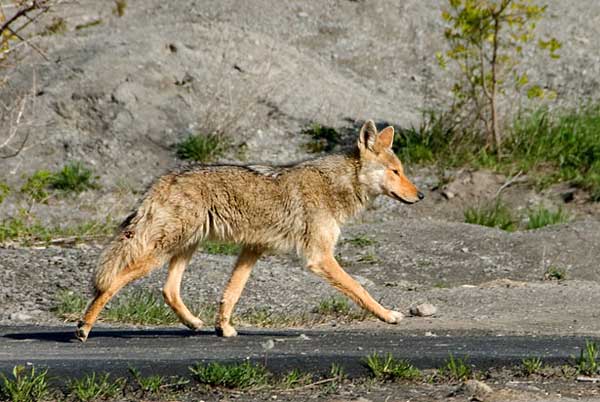 Los coyotes son monógamos. Algunas parejas permanecen toda su vida juntos.