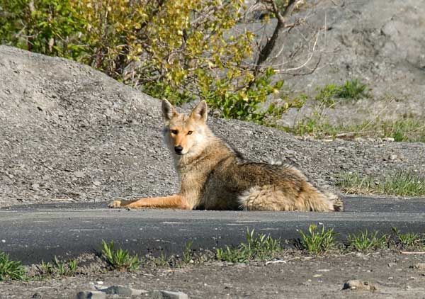 Los coyotes son monógamos. Algunas parejas permanecen toda su vida juntas.