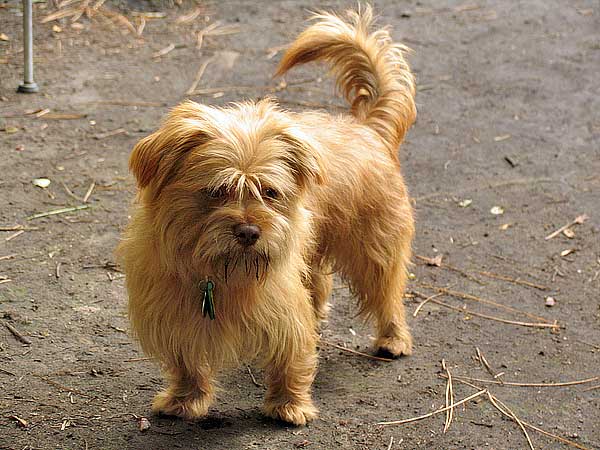 Un hongo conocido desde hace milenios por la medicina tradicional china se muestra efectivo para luchar contra un tipo de tumores en perros.