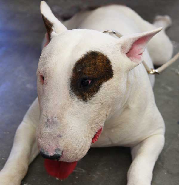 "Tolo", un caso real de modificación de conducta en un perro agresivo.
