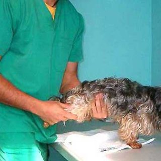 Fisioterapia para perros.