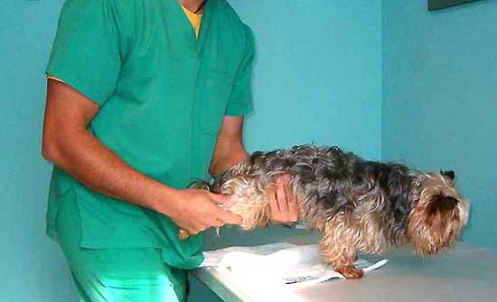 Fisioterapia para perros.