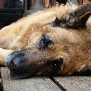 Zoonosis inversa, cuando el humano es el que contagia a los animales...