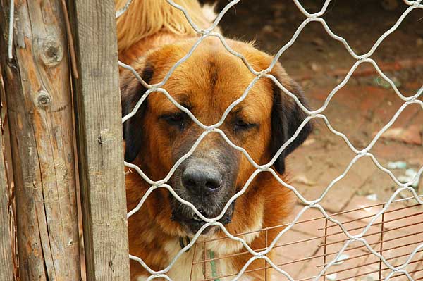 Los perros abandonados tras el terremoto de Fukushima son caso muy especial, porque al desamparo de un abandono se une el estrés por la situación vivida en el terremoto. Ahora, un estudio detalla su situación.