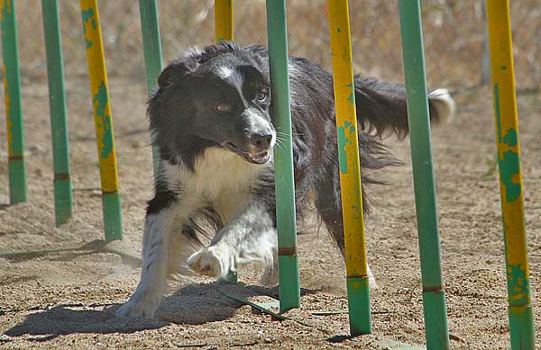 Agility del próximo fin de semana con: Club de Agility Zampican y Club de Agility Boadilla.