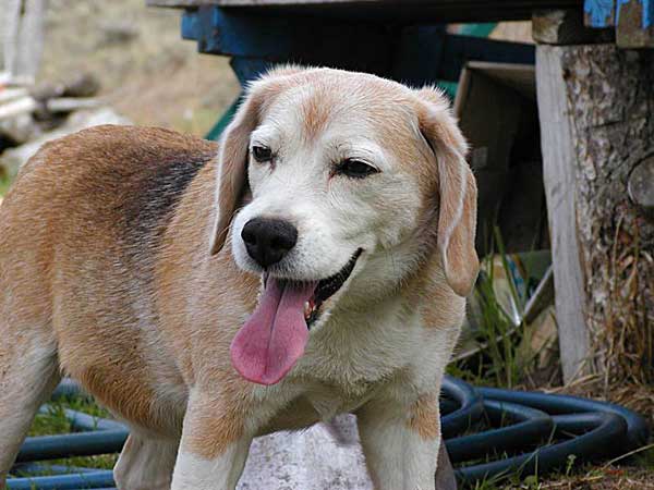 Simcyp Dog es un "perro virtual", o mejor dicho, muchos perros, porque el simulador se encarga de evaluar el efecto de las nuevas medicinas orales en estudios veterinarios.